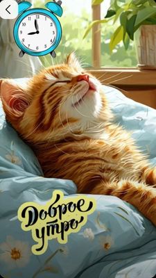 Открытка «С добрым утром»: Нежное доброе утро: пушистый кот и уют. Тэги: кот, животное, пожелание, позитивная, хороше…