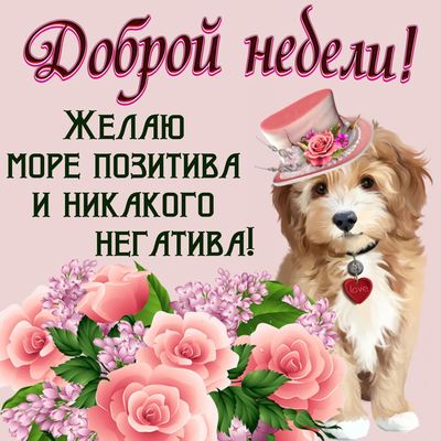 Открытка «С добрым утром»: С добрым утром: море позитива на неделю!. Тэги: животное, пожелание, отличное настроение…