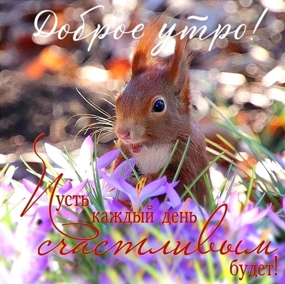 Открытка «С добрым утром»: Доброе утро: счастья каждому дню с милой белочкой!. Тэги: животное, пожелание, хорошего дня…