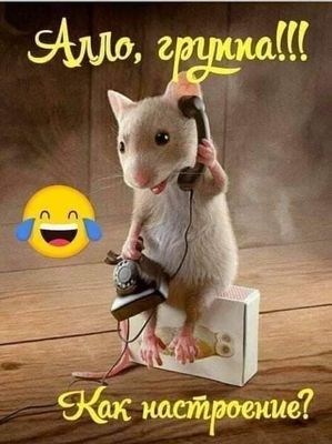 Открытка «С добрым утром»: Веселая мышка: Алло, группа, с добрым утром!. Тэги: животное, пожелание, позитивная…