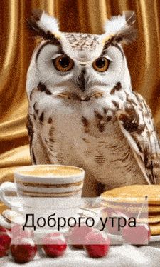Открытка «С добрым утром»: Доброе утро: мудрая сова и уютный завтрак. Тэги: животное, пожелание, позитивная, хорошего…