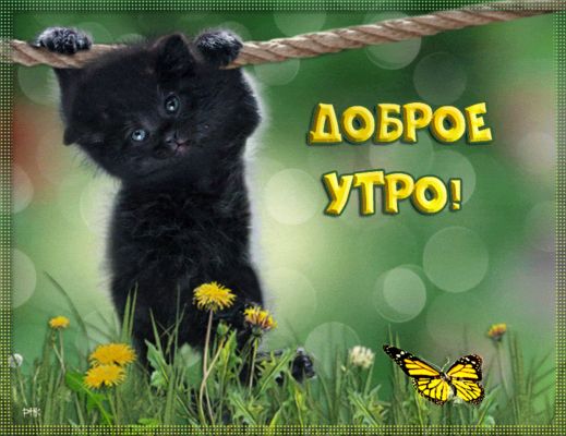 Открытка «С добрым утром»: Доброе утро: милый котенок и бабочка. Тэги: кот, животное, пожелание, позитивная, хорошего…