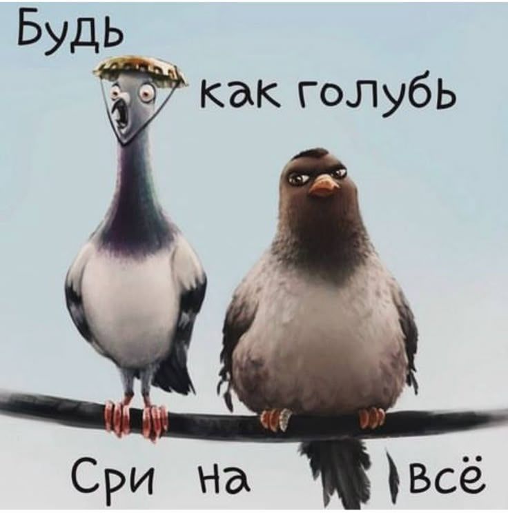 Открытка «С добрым утром»: С добрым утром! Голубиный взгляд на жизнь. Тэги: животное, пожелание, позитивная, хорошего…