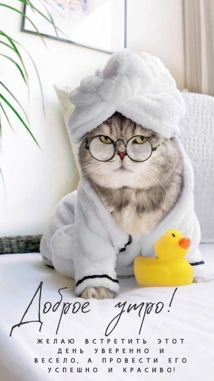 Открытка «С добрым утром»: Милое доброе утро от кота в халате и очках. Тэги: кот, животное, пожелание, отличное настр…