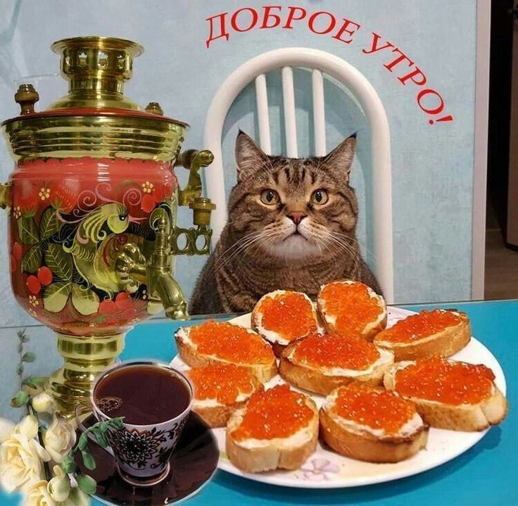 Открытка «С добрым утром»: Доброе утро: сытный завтрак и милый кот. Тэги: кот, животное, пожелание, позитивная…