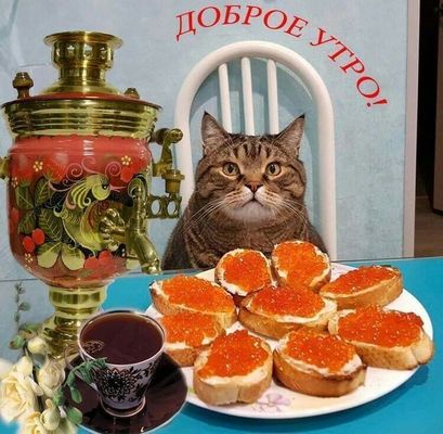 Открытка «С добрым утром»: Доброе утро: сытный завтрак и милый кот. Тэги: кот, животное, пожелание, позитивная…