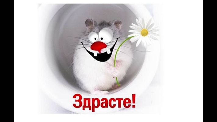Открытка «С добрым утром»: Доброе утро: хомяк-улыбака с ромашкой "Здрасте!". Тэги: животное, пожелание, позитивная…