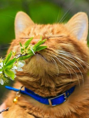 Открытка «С добрым утром»: Весеннее доброе утро: пушистый друг и цветы. Тэги: кот, животное, пожелание, позитивная…