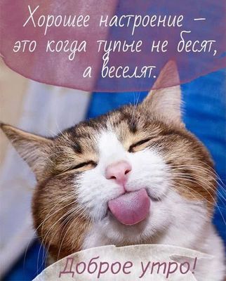 Открытка «С добрым утром»: Доброе утро! Пусть тупые веселят, а не бесят!. Тэги: кот, животное, пожелание, юмор…