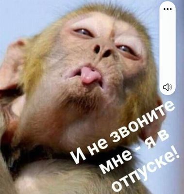 Открытка «С добрым утром»: С добрым утром! Отпуск, не звоните!. Тэги: животное, пожелание, отличное настроение, юмор…