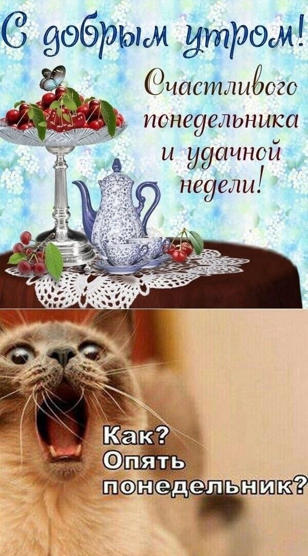 Открытка «С добрым утром»: С добрым утром! Понедельник? Кот в шоке!. Тэги: кот, животное, пожелание, позитивная, юмор…