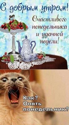Открытка «С добрым утром»: С добрым утром! Понедельник? Кот в шоке!. Тэги: кот, животное, пожелание, позитивная, юмор…