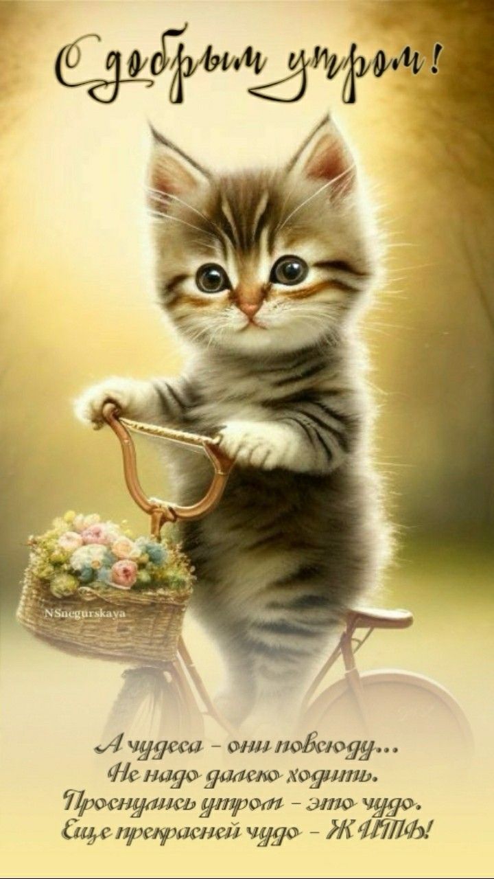 Открытка «С добрым утром»: С добрым утром: Чудесное утро с пушистым котенком. Тэги: кот, животное, пожелание, утро…