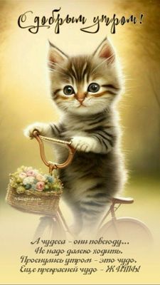 Открытка «С добрым утром»: С добрым утром: Чудесное утро с пушистым котенком. Тэги: кот, животное, пожелание, утро…