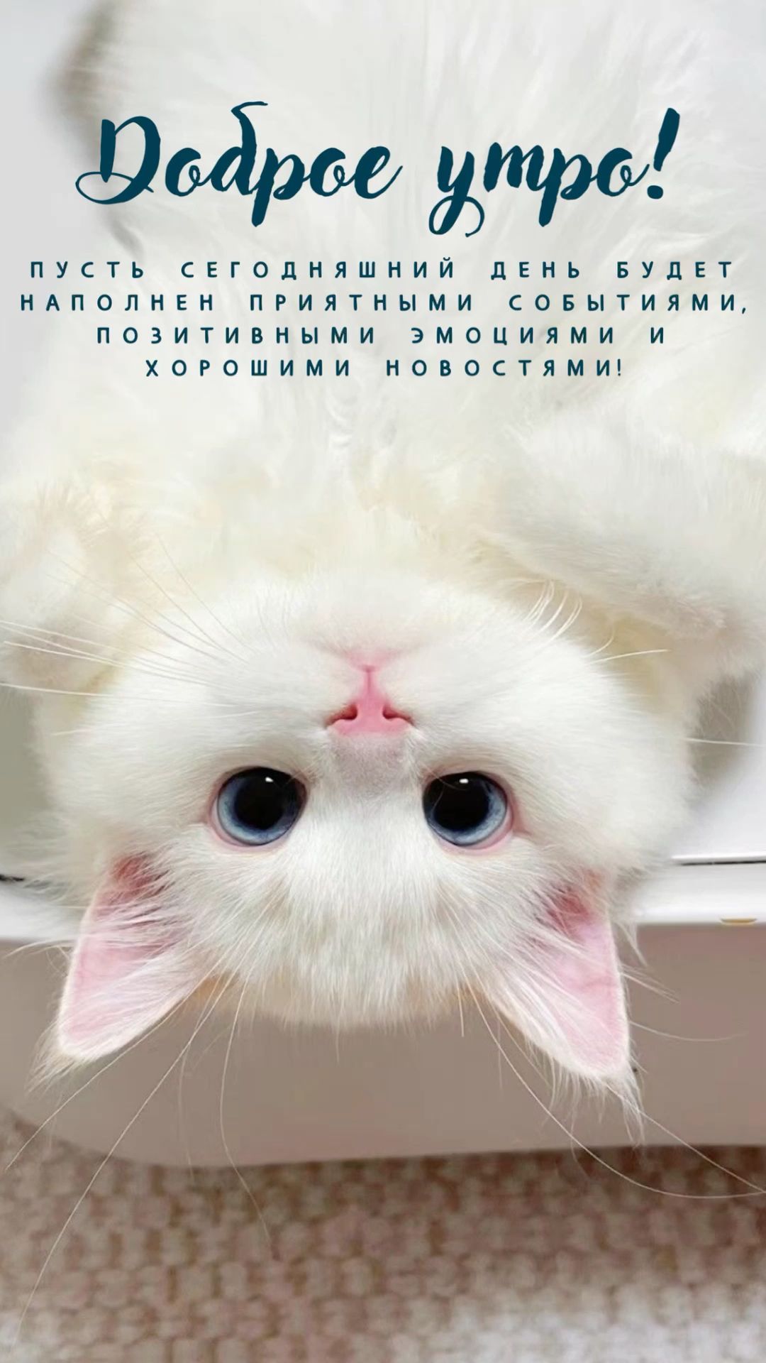 Открытка «С добрым утром»: Доброе утро: пушистый кот желает хорошего дня!. Тэги: кот, животное, пожелание, утро, друг…