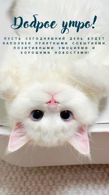 Открытка «С добрым утром»: Доброе утро: пушистый кот желает хорошего дня!. Тэги: кот, животное, пожелание, утро, друг…