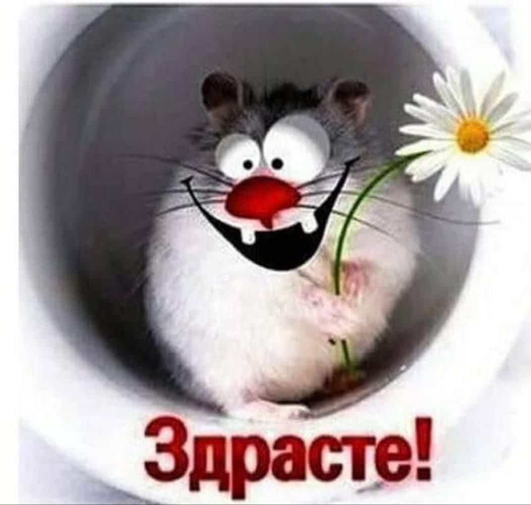 Открытка «С добрым утром»: Доброе утро! Забавный привет с ромашкой. Тэги: животное, пожелание, позитивная, хорошего д…