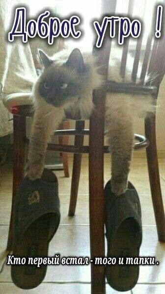 Открытка «С добрым утром»: Доброе утро: Кто первый встал – того и тапки!. Тэги: кот, животное, пожелание, позитивная…