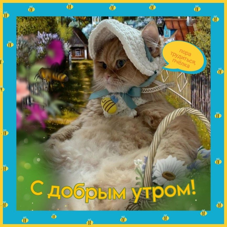 Открытка «С добрым утром»: С добрым утром, пчёлка! Милый кот в шляпке. Тэги: кот, животное, пожелание, позитивная…