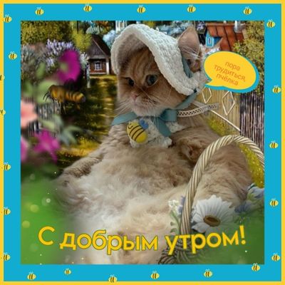 Открытка «С добрым утром»: С добрым утром, пчёлка! Милый кот в шляпке. Тэги: кот, животное, пожелание, позитивная…
