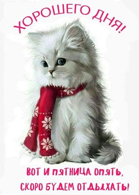 Открытка «С добрым утром»: Пятница! Хорошего дня и скорейших выходных!. Тэги: кот, животное, пожелание, хорошего дня…