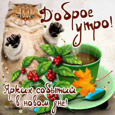 Открытка «С добрым утром»: Осеннее доброе утро: кот, кофе и ярких событий!. Тэги: кот, животное, пожелание, позитивная…
