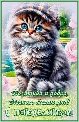 Открытка «С добрым утром»: С добрым утром! Понедельник с милым котиком. Тэги: кот, животное, пожелание, позитивная…