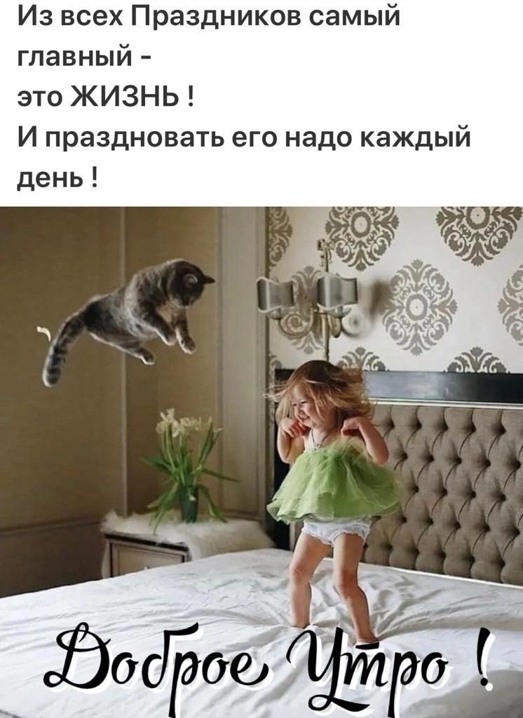 Открытка «С добрым утром»: Доброе утро! Жизнь — главный праздник!. Тэги: кот, животное, пожелание, позитивная, хороше…