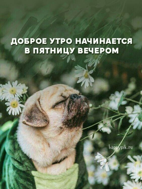 Открытка «С добрым утром»: Пятничное утро с мопсом: Доброе утро начинается вечером. Тэги: животное, пожелание, юмор…
