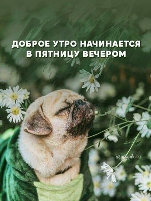 Открытка «С добрым утром»: Пятничное утро с мопсом: Доброе утро начинается вечером. Тэги: животное, пожелание, юмор…