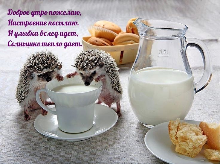 Открытка «С добрым утром»: Милые ежики желают доброго утра и настроения!. Тэги: животное, пожелание, позитивная…
