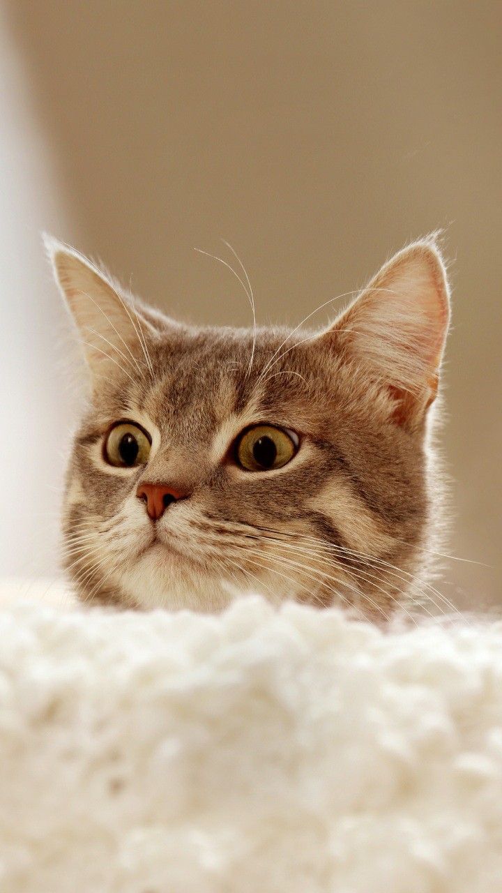 Открытка «С добрым утром»: С добрым утром! Пушистый привет от котика. Тэги: кот, животное, пожелание, позитивная…