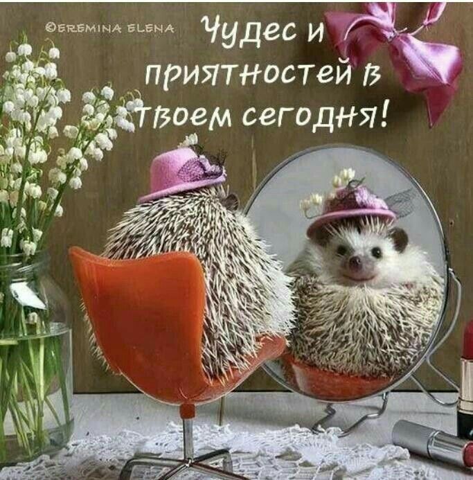 Открытка «С добрым утром»: Чудес и приятностей в твоем сегодня!. Тэги: животное, пожелание, позитивная, отличное наст…