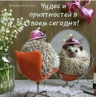 Открытка «С добрым утром»: Чудес и приятностей в твоем сегодня!. Тэги: животное, пожелание, позитивная, отличное наст…