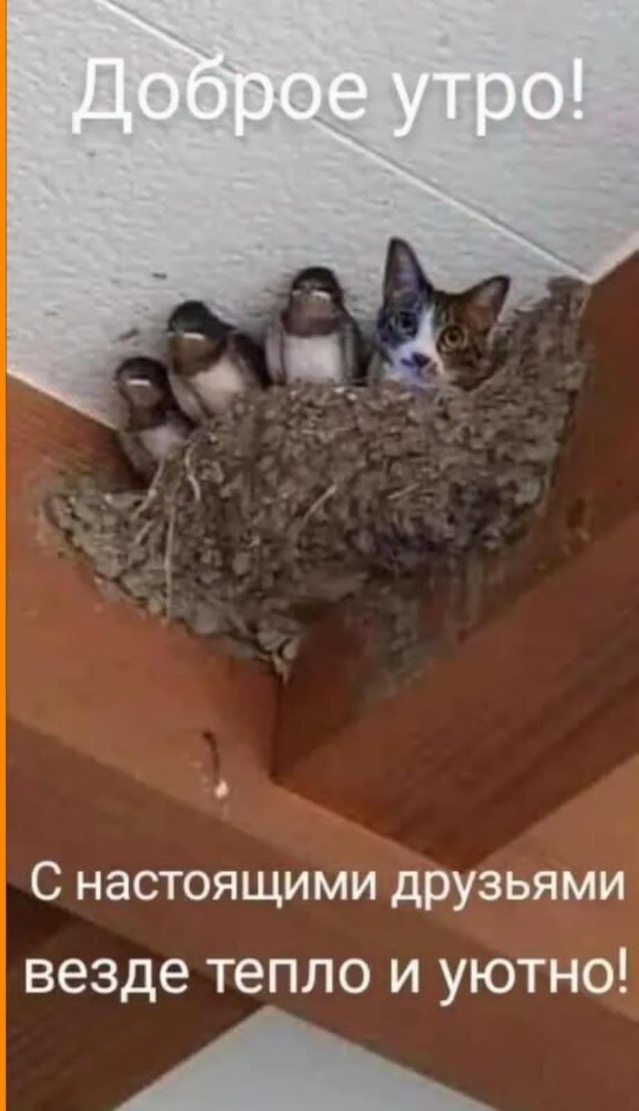 Открытка «С добрым утром»: Уютное доброе утро: дружба кота и птенцов. Тэги: кот, животное, пожелание, позитивная…