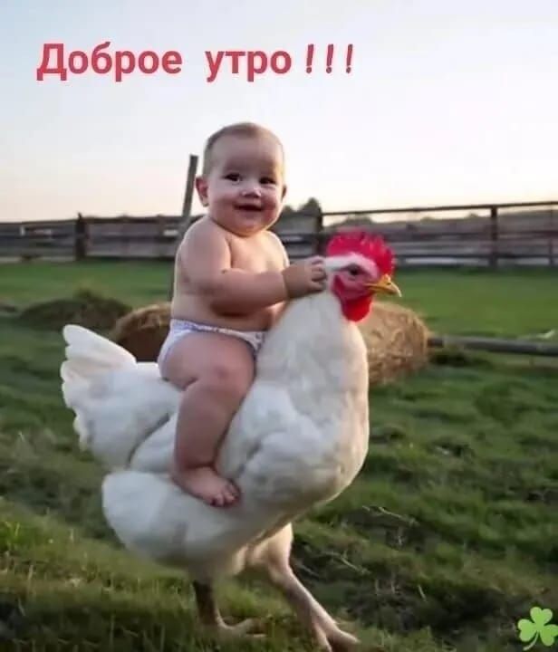 Открытка «С добрым утром»: Доброе утро: милый малыш верхом на петухе!. Тэги: животное, пожелание, юмор, позитив…