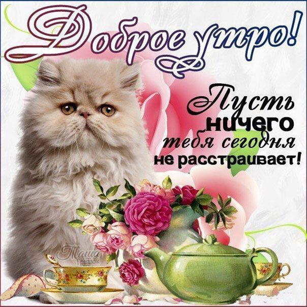 Открытка «С добрым утром»: Доброе утро: кот, цветы и день без забот. Тэги: кот, животное, пожелание, утро, позитив…