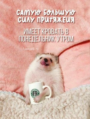 Открытка «С добрым утром»: С добрым утром! Понедельник: кровать не отпускает. Тэги: хорошего дня, животное, пожелание…
