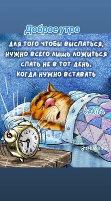 Открытка «С добрым утром»: Доброе утро: кот и секрет идеального сна. Тэги: кот, животное, пожелание, позитивная, юмор…