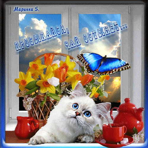 Открытка «С добрым утром»: Просыпайся, чай остынет! Уютное доброе утро. Тэги: кот, животное, пожелание, позитивная…