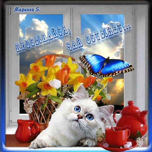 Открытка «С добрым утром»: Просыпайся, чай остынет! Уютное доброе утро. Тэги: кот, животное, пожелание, позитивная…