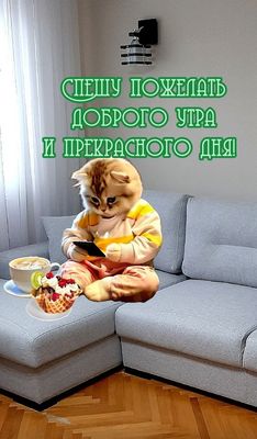 Открытка «С добрым утром»: Доброе утро от котика для прекрасного дня!. Тэги: кот, животное, пожелание, утро, друг…
