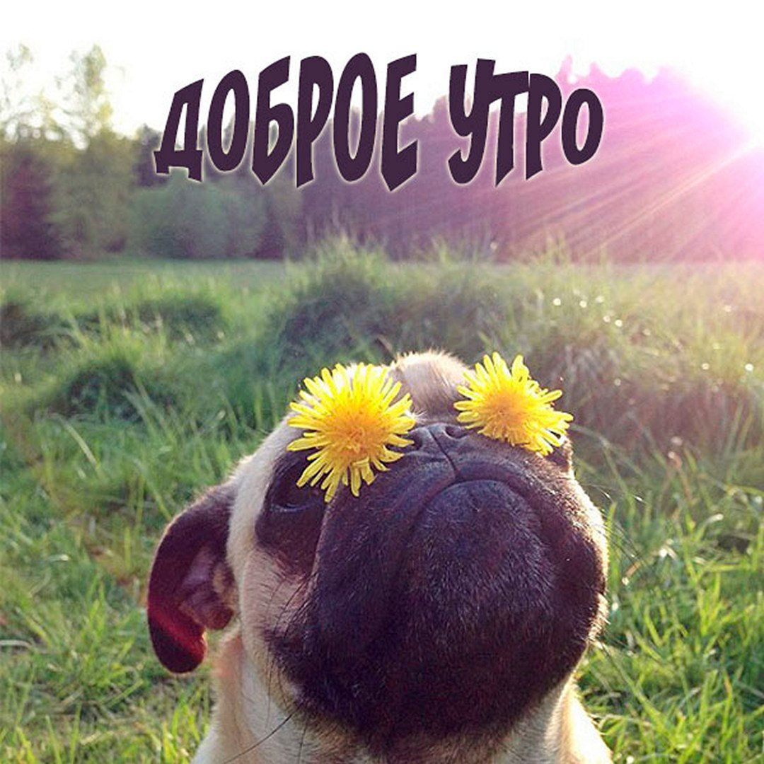 Открытка «С добрым утром»: Доброе утро: солнечный мопс с одуванчиками. Тэги: животное, пожелание, позитивная, отлично…