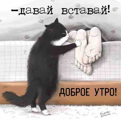 Открытка «С добрым утром»: Пушистый будильник: доброе утро!. Тэги: кот, животное, пожелание, юмор, прикольная, смешная…
