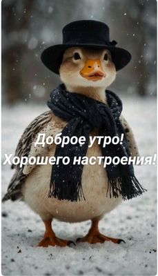Открытка «С добрым утром»: С добрым утром! Забавный утенок в шляпе и шарфе. Тэги: животное, пожелание, позитивная…