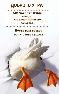 Открытка «С добрым утром»: Забавное доброе утро и удачи во всём!. Тэги: хорошего дня, животное, пожелание, позитивная…