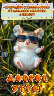 Открытка «С добрым утром»: Доброе утро! Мышонок в очках желает позитива. Тэги: животное, пожелание, юмор, прикольная…