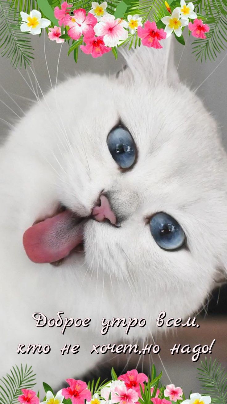 Открытка «С добрым утром»: С добрым утром всем, кто не хочет, но надо!. Тэги: кот, животное, пожелание, позитивная…