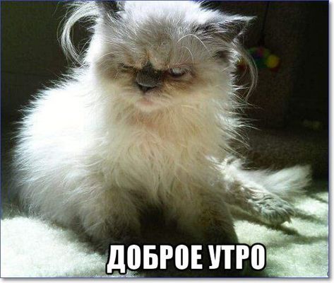 Открытка «С добрым утром»: С добрым утром! Забавный, сонный кот-соня. Тэги: кот, животное, пожелание, позитивная, юмор…