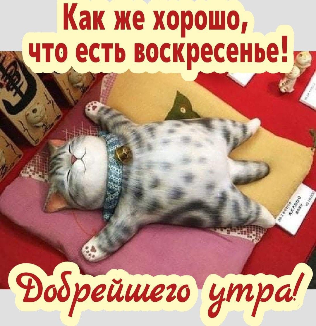 Открытка «С добрым утром»: Добрейшего утра в воскресенье с милым котом!. Тэги: кот, животное, пожелание, позитивная…